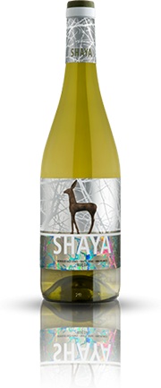 Wit • Shaya Verdejo